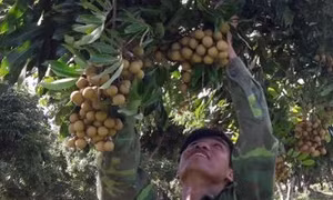 Phát triển cây nhãn theo hướng an toàn để xuất khẩu ở huyện Sông Mã