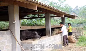 Nuôi trâu, bò vỗ béo giúp người dân vùng cao Bình An thoát nghèo