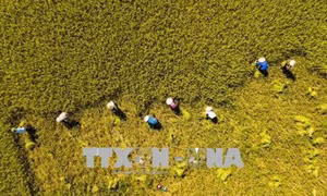 Nông dân Mường Lò đa dạng hóa giống lúa chất lượng cao trong sản xuất