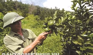 Anh Lưu Chấn Thụ thoát nghèo từ trồng cây ăn quả