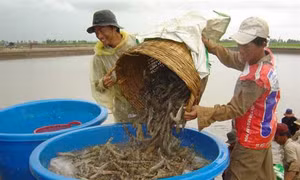 Trà Vinh phát triển tôm thành ngành công nghiệp sản xuất mũi nhọn