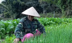 Hiệu quả mô hình trồng rau an toàn ở vùng cao Tủa Chùa