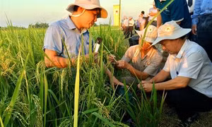 Bàn cách diệt rầy hại lúa