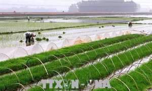 Một số giải pháp xử lý ngộ độc mặn cho cây lúa