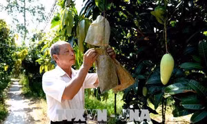 Đồng bằng sông Cửu Long và con đường phát triển nông nghiệp bền vững (Bài 2)