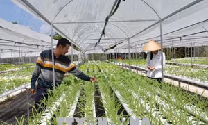 Đồng bằng sông Cửu Long và con đường phát triển nông nghiệp bền vững (Bài 4)