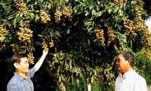 Đồng bằng sông Cửu Long và con đường phát triển nông nghiệp bền vững (Bài 1)