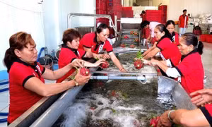Đồng bằng sông Cửu Long và con đường phát triển nông nghiệp bền vững (Bài cuối)