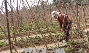 Những lưu ý khi trồng rau vụ Hè Thu
