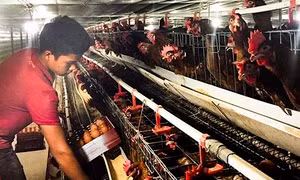 Mô hình chăn nuôi trong chuồng lạnh cho hiệu quả cao