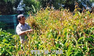 Độc đáo mô hình trồng rau rừng chuẩn VietGap của ông Lê Văn Dĩ