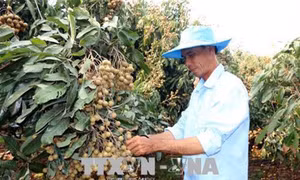 Nông dân Cù Lao Dung có thu nhập cao từ trồng nhãn Ido