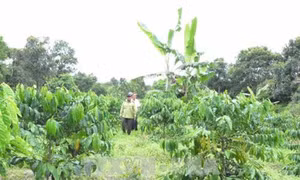Đắk Lắk thực hiện nhiều giải pháp phát triển, bảo vệ rừng 