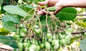 Kỹ thuật nhân giống cây điều