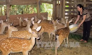 Hướng dẫn xây dựng chuồng trại nuôi hươu sao
