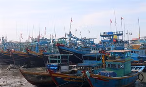 Bình Thuận cấm tàu, thuyền ra khơi từ 10 giờ ngày 3/1 để phòng bão số 1 