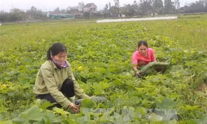 Bệnh khảm lá, chùn ngọn trên các loại dưa và bầu bí