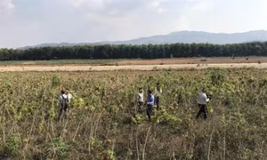 Kon Tum khan hiếm sắn giống