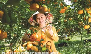 Quýt hồng Lai Vung đón tết