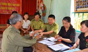 Hỗ trợ trồng rừng sau đầu tư ở huyện Bảo Yên