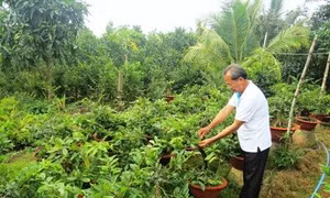 Chăm sóc để hoa mai nở đúng dịp Tết