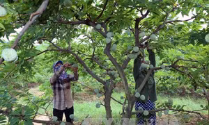 Kỹ thuật trồng và chăm sóc cây na Thái