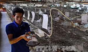 Kỹ thuật nuôi chim bồ câu
