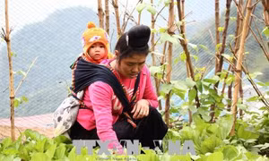 Cuộc sống của người dân vùng lũ Mường La đang dần hồi sinh