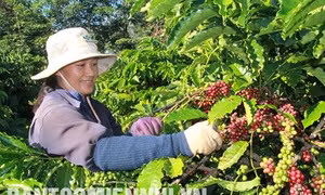 Đắk Lắk phát triển chỉ dẫn địa lý cà phê Buôn Ma Thuột