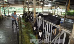 “Đất thép” Củ Chi vươn mình trở thành vùng nông nghiệp chất lượng cao