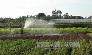 An Giang phát triển vùng chuyên canh rau màu thích ứng biến đổi khí hậu