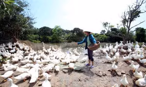 Cách nuôi vịt siêu trứng 