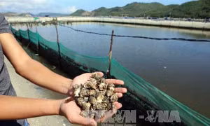 Kỹ thuật nuôi ốc hương