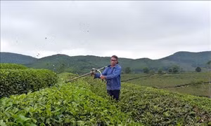 Lão nông Nguyễn Văn Hoàn với chiếc máy "hút" sâu chè