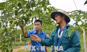 Làm giàu trên vùng đất khó Cư Elang