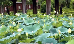 Nhân rộng giống sen trắng quý hiếm ở di tích Kinh thành Huế