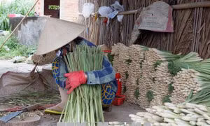 Trồng sả trên vùng đất nhiễm mặn huyện Tân Phú Đông đem lại hiệu quả kinh tế cao