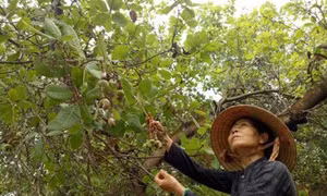 Hỗ trợ giống tái canh "thủ phủ" điều Bình Phước