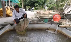 Phá thế độc canh, làm giàu trên vùng đất thuần nông