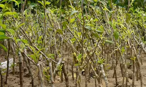 Kỹ thuật nhân giống táo