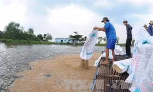 Mỹ Tho: Triệu phú nuôi cá bè ở cù lao Thới Sơn