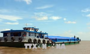 Thành phố Hồ Chí Minh: Phát hiện, thu giữ 500 tấn phân urê không rõ nguồn gốc