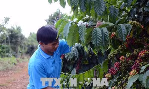 Nông dân Tây Nguyên chống rụng quả cho cây cà phê