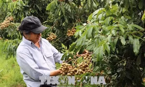 Ông Võ Văn Toán trồng nhãn cao sản có hiệu quả kinh tế cao