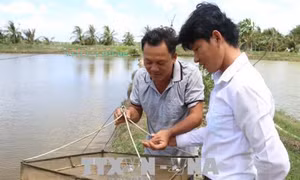 Phòng ngừa đục cơ trên tôm