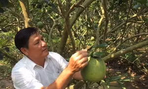 Bưởi da xanh Bến Tre được cấp giấy chứng nhận đăng ký chỉ dẫn địa lý