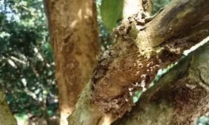 Phòng trừ sâu bệnh hại trên cây bòn bon