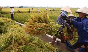 Ngành nông nghiệp Hà Nội tổ chức Hội nghị tổng kết công tác năm 2017, triển khai nhiệm vụ năm 2018