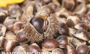 Cây trồng cho hiệu quả kinh tế cao ở Trung Khánh