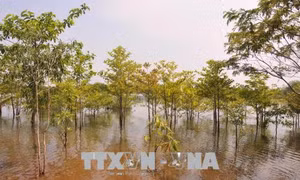 Bình Phước trồng hàng nghìn héc ta rừng bán ngập tại các hồ thủy điện